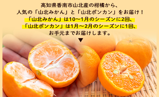 柑橘 3か月 定期便 山北の味覚 山北みかん・山北ポンカン 合計15kg - 果物 フルーツ 柑橘類 温州みかん ぽんかん ミカン 蜜柑 甘い おいしい 美味しい 山北みらい 高知県 香南市 Wyk-0032