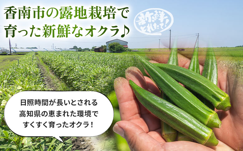 【2026年発送分】オクラ1kg(100本前後) - おくら 野菜 やさい 新鮮 朝どれ 朝採れ 朝収穫 季節 旬 露地栽培 国産 香南市産 おきゃんぴー農園 高知県 香南市 冷蔵 on-0032