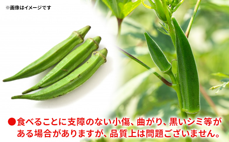 【2026年発送分】オクラ1kg(100本前後) - おくら 野菜 やさい 新鮮 朝どれ 朝採れ 朝収穫 季節 旬 露地栽培 国産 香南市産 おきゃんぴー農園 高知県 香南市 冷蔵 on-0032