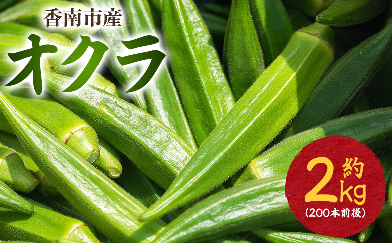 【2026年発送分】オクラ 2kg(200本前後) - おくら 野菜 やさい 新鮮 朝どれ 朝採れ 朝収穫 季節 旬 露地栽培 国産 香南市産 おきゃんぴー農園 高知県 香南市 冷蔵 on-0034