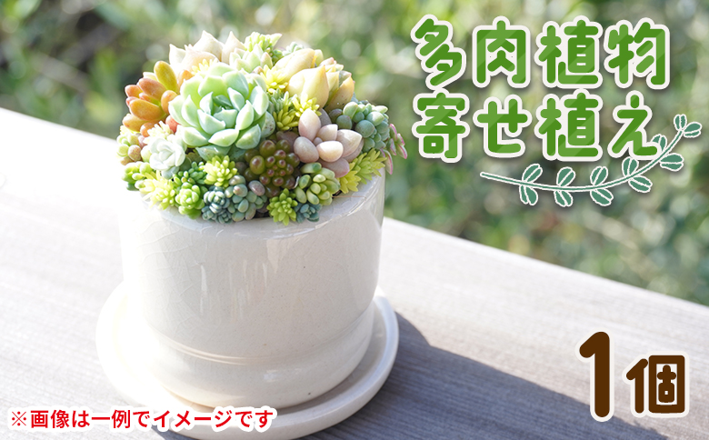 多肉植物の寄せ植え 1個 - 鉢植え インテリア ガーデニング おしゃれ グリーン プレゼント 観葉植物 多肉 植物 寄せ植え かわいい お楽しみ 自然 PUKUTTO 高知県 香南市 pk-0004