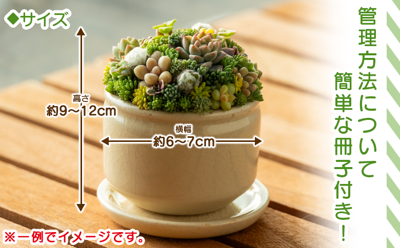 多肉植物の寄せ植え 1個 - 鉢植え インテリア ガーデニング おしゃれ