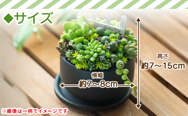 多肉植物の寄せ植え Mサイズ - 鉢植え インテリア ガーデニング おしゃれ グリーン プレゼント 観葉植物 多肉 植物 寄せ植え かわいい お楽しみ 自然 PUKUTTO 高知県 香南市 pk-0005