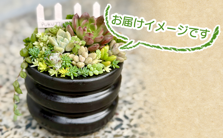 多肉植物の寄せ植え Mサイズ - 鉢植え インテリア ガーデニング
