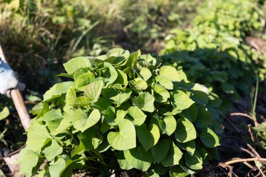 さつまいも シルクスイート 5kg - サツマイモ さつま芋 野菜 焼き芋 やきいも 焼いも おやつ スイーツ スイートポテト 天ぷら 国産 高知県 香南市 gr-0134