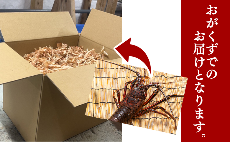 掻 äŒå¢æµ·è èš500g(1ïœ2å¹) å·èµ - 掻ãäŒå¢æµ·è èš³ãã åœç£ ãšã ãã³ æµ·é®® éä» ç£å°çŽé ããªã㪠å³åæ± åºèº« çŒãç© æ±ç© ãã³èµ é«ç¥ç éŠååž å·èµ 10000åä»¥äž 1äžåä»¥äž eb-0021