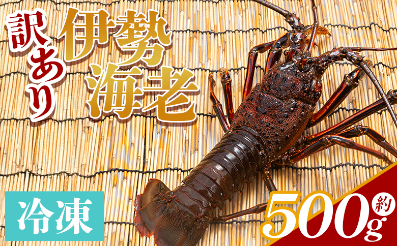 伊勢海老 計500g(1～2匹) 冷凍 - 訳あり 国産 エビ えび 海鮮 魚介 産地直送 プリプリ 味噌汁 刺身 焼き物 汁物 えび蔵 高知県 香南市 冷凍 10000円以上 1万円以上 eb-0024