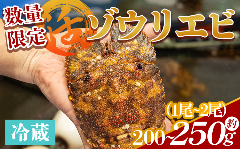 【数量限定】活 ゾウリエビ 約200～250g(1尾～2尾) - 海老 国産 エビ えび 海鮮 魚介 産地直送 プリプリ 味噌汁 刺身 焼き物 汁物 えび蔵 高知県 香南市 冷蔵 10000円以上 1万円以上 eb-0032