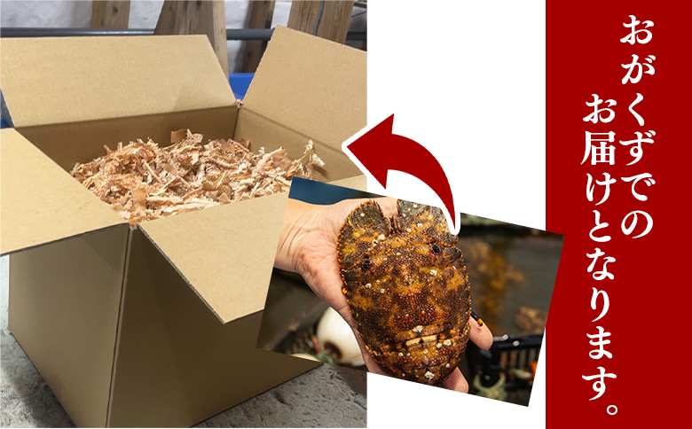 【数量限定】活 ゾウリエビ 約200～250g(1尾～2尾) - 海老 国産 エビ えび 海鮮 魚介 産地直送 プリプリ 味噌汁 刺身 焼き物 汁物 えび蔵 高知県 香南市 冷蔵 10000円以上 1万円以上 eb-0053