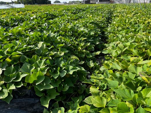 さつまいも(紅はるか) Lサイズ 5kg- サツマイモ さつま芋 野菜 焼き芋 やきいも 焼いも 蒸し芋 おやつ スイーツ スイートポテト 国産 アスタ農園 高知県 香南市【常温】 at-0011