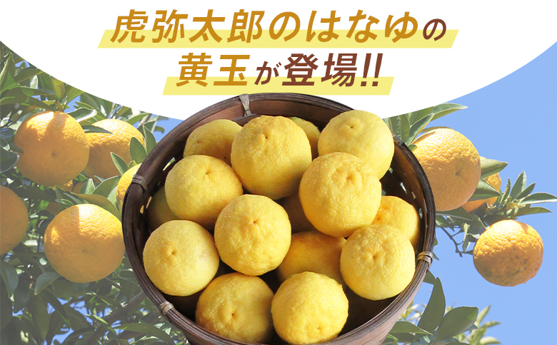 ã2026幎11æä»¥éé æ¬¡é
éãè匥倪é ã¯ãªãé»ç ïŒãã㯠- åœç£ ãã æå ãŠãº è±æå ææ© éŠé
žææ© æç© è±ç®ææ± ãã«ãŒã æå® æç é
ãã€ããŒã« çŒé
ã¢ã¬ã³ãž çŒãé å°åã ãããåã é«ç¥ç éŠååž å·èµ hy-0003