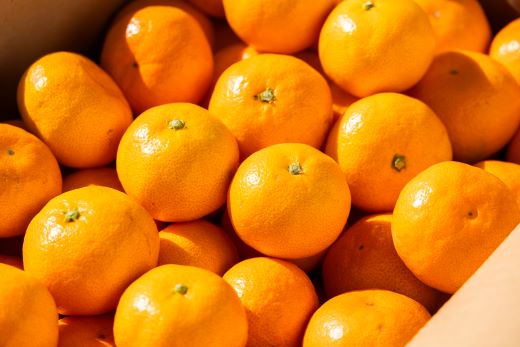 【2026年出荷分】露地みかん(2S～Mサイズ) 贈答用 5kg ＋約100g (傷み補償分) 丸萬農園 - 果物 くだもの フルーツ 果実 柑橘 かんきつ 蜜柑 みかん ミカン 期間限定 ギフト 贈り物 プレゼント お祝い 感謝 お礼 年内発送 高知県 香南市 常温 mn-0009