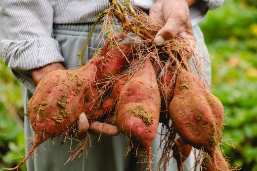 【2025年出荷分】さつまいも（土佐紅）10kg - サツマイモ さつま芋 野菜 焼き芋 やきいも 焼いも おやつ スイーツ スイートポテト バター焼き アレンジ 料理 国産 高知県 香南市 yr-0046