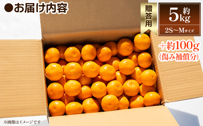 【2026年出荷分】露地みかん(2S～Mサイズ) 贈答用 5kg ＋約100g (傷み補償分) 丸萬農園 - 果物 くだもの フルーツ 果実 柑橘 かんきつ 蜜柑 みかん ミカン 期間限定 ギフト 贈り物 プレゼント お祝い 感謝 お礼 年内発送 高知県 香南市 常温 mn-0009