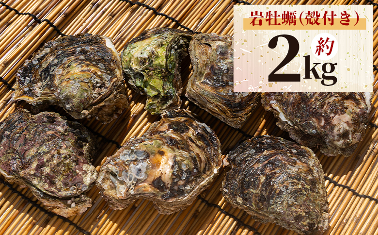 ＜先行予約＞岩牡蠣(殻付き) 2kg 冷蔵 加熱用＜出荷期間：2026年5月～10月＞国産 カキ かき 牡蠣 魚介 海鮮 貝類 殻つき 天然 産地直送 肉厚 フライ 焼き牡蠣 海の幸 えび蔵 高知県 香南市 冷蔵 eb-0034