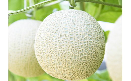 マスクメロンピューレと高知のバニラアイス 3個セット - テレビ「めざましどようび キクエがキクヨ！」で紹介 JALファーストクラス機内食に採用 tn-0028