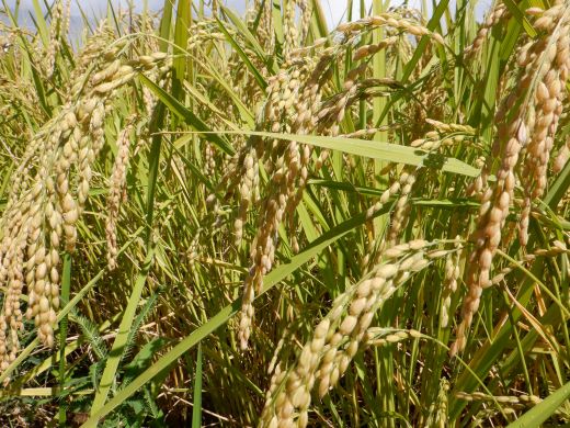 【7日程度で発送】令和7年産 コシヒカリ 無洗米 特別栽培米 真空パック 2kg - 国産 米 お米 おこめ こしひかり 白米 ごはん おにぎり おむすび ご飯 防災 非常食 備蓄 農業公社 高知県 香南市 nu-0001