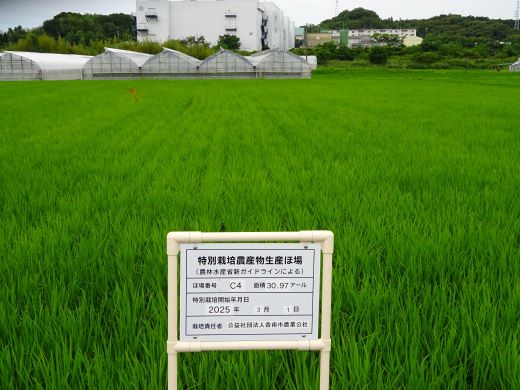 【7日程度で発送】令和7年産 コシヒカリ 無洗米 特別栽培米 真空パック 2kg - 国産 米 お米 おこめ こしひかり 白米 ごはん おにぎり おむすび ご飯 防災 非常食 備蓄 農業公社 高知県 香南市 nu-0001