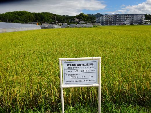 【7日程度で発送】令和7年産 コシヒカリ 無洗米 特別栽培米 真空パック 5kg - 国産 米 お米 おこめ こしひかり 白米 ごはん おにぎり おむすび ご飯 防災 非常食 備蓄 農業公社 高知県 香南市 nu-0002