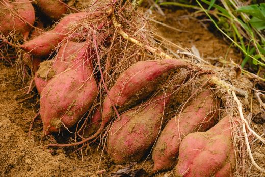 【2025年出荷分】さつまいも（土佐紅）10kg - サツマイモ さつま芋 野菜 焼き芋 やきいも 焼いも おやつ スイーツ スイートポテト バター焼き アレンジ 料理 国産 高知県 香南市 yr-0046