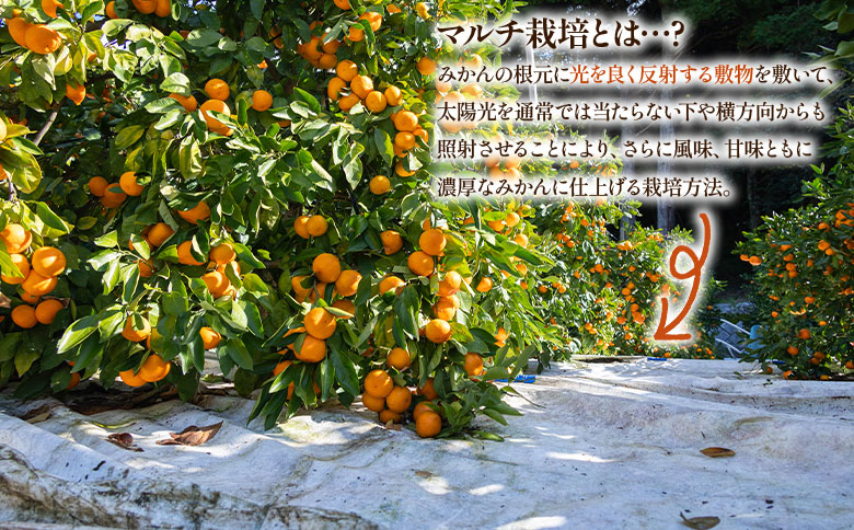 【2026年出荷分】露地みかん(2S～Mサイズ) 贈答用 5kg ＋約100g (傷み補償分) 丸萬農園 - 果物 くだもの フルーツ 果実 柑橘 かんきつ 蜜柑 みかん ミカン 期間限定 ギフト 贈り物 プレゼント お祝い 感謝 お礼 年内発送 高知県 香南市 常温 mn-0009