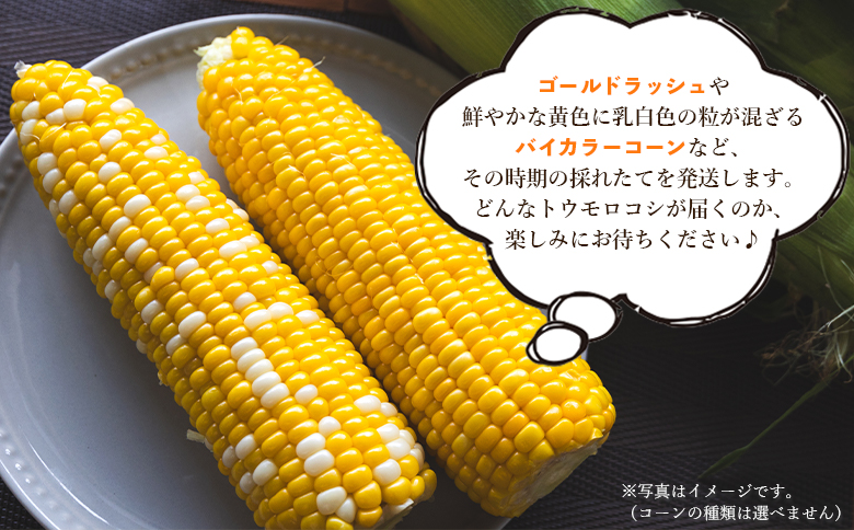 å
è¡äºçŽåä»äžïŒææ¡ãã¹ã€ãŒãã³ãŒã³ çŽ4.5kgïŒ12ïœ15æ¬ïŒ- éè ãšããããã ãšããã³ ããŠãã BBQ ãã£ã³ã æ¬ ãã〠ç¹ç£å æ°ééå® å£ç¯éå® æééå® sg-0006