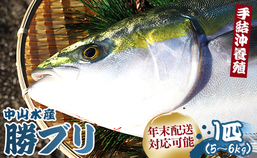 [年末配送可]中山水産 手結沖養殖「勝ブリ」 1匹(5kg〜6kg) ny-0003