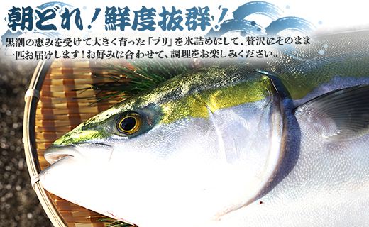 【年末配送可】中山水産 手結沖養殖「勝ブリ」 1匹(5kg～6kg) ny-0003