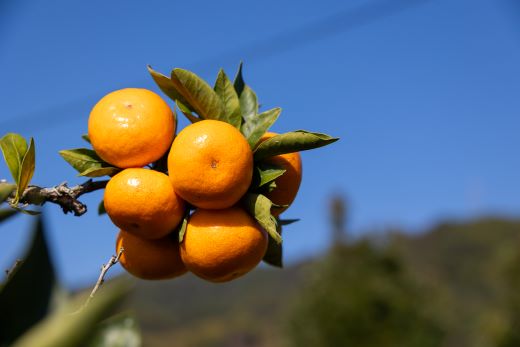 【2026年11月中旬より順次配送】山北みかん（露地・S〜Mサイズ）約5kg 家庭用 - 小傷あり 送料無料 露地栽培 柑橘 果物 フルーツ ミカン 蜜柑 期間限定 季節限定 家庭用 国産 特産品 高橋農園 高知県 香南市 th-0025