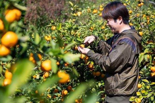 【2026年11月中旬より順次配送】山北みかん（露地・S〜Mサイズ）約5kg 家庭用 - 小傷あり 送料無料 露地栽培 柑橘 果物 フルーツ ミカン 蜜柑 期間限定 季節限定 家庭用 国産 特産品 高橋農園 高知県 香南市 th-0025
