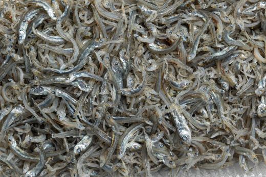 【冷蔵】訳あり 上乾ちりめん 2kg - 国産 ちりめん しらす シラス 稚魚 魚介 魚 海産物 天日干し 釜茹で ドロメ サラダ 和え物 アレンジ 料理 ご飯のお供 高知県 香南市 冷蔵 mu-0018