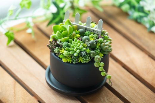 多肉植物の寄せ植え Mサイズ - 鉢植え インテリア ガーデニング