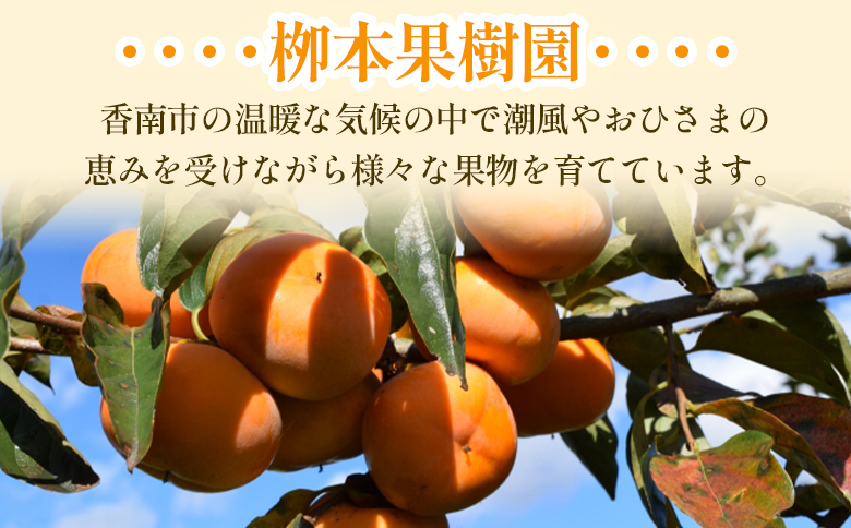 【先行予約】【訳あり】 柳本果樹園の柿 5kg - ご家庭用 果物 くだもの フルーツ カキ かき 甘い おいしい 送料無料 期間限定 季節限定 数量限定 柳本果樹園 高知県 香南市 yg-0017