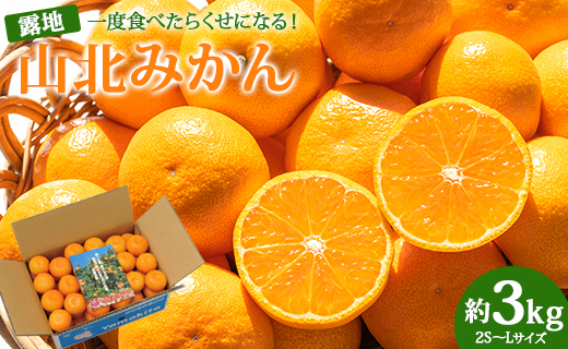 一度食べたらくせになる！高知県産 山北みかん 約3kg(露地栽培 2S～Lサイズ）- 送料無料 果物 フルーツ 温州みかん ミカン 蜜柑 柑橘 甘い おいしい お取り寄せ ku-0019