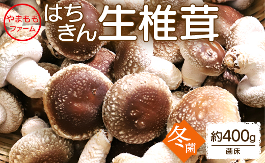 やまももファーム椎茸 冬菌はちきん生椎茸(菌床)約400g  - 送料無料 しいたけ シイタケ きのこ キノコ 野菜 お取り寄せ 肉厚ぷりぷり 料理具材 お鍋 汁物 出汁 国産 高知県 香南市 冷蔵 yo-0010