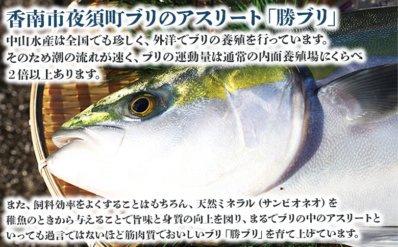 【3回定期便】手結沖養殖「勝ブリ」 1匹(5kg～6kg) 【先行申込】 - 期間限定 魚 ぶり 鰤 寒ブリ 海鮮 鮮魚 魚介類 海の幸 ギフト お刺身 煮物 焼き魚 おかず 手結沖養殖 産地直送 のし対応可 高知県 香南市 Wny-0007