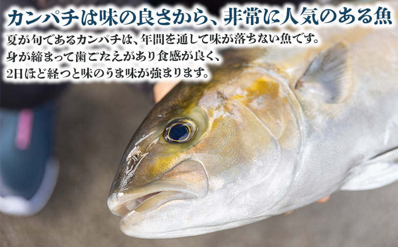 「カンパチ」のフィーレ約2.2kg～2.6Kg 【先行申込】 手結沖養殖 - 期間限定 魚 かんぱち 海鮮 鮮魚 魚介類 切り身 海の幸 ギフト お刺身 煮物 焼き魚 おかず 手結沖養殖 産地直送  高知県 香南市 ny-0008