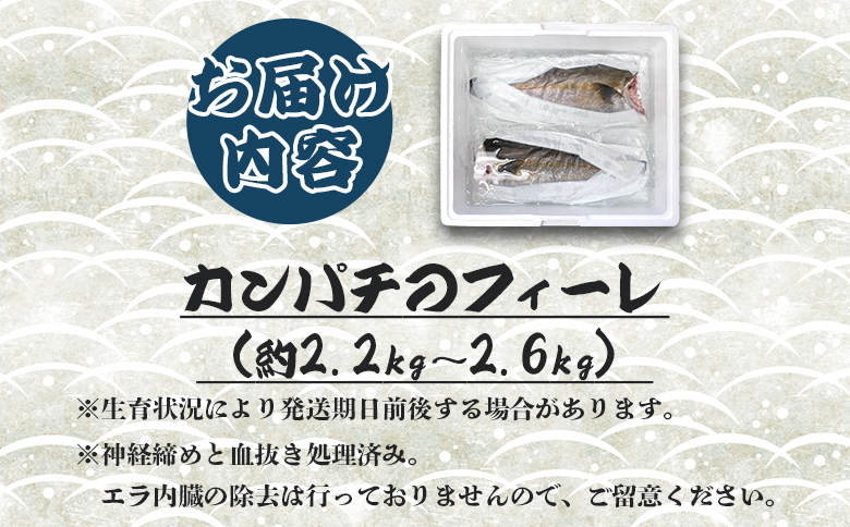 「カンパチ」のフィーレ約2.2kg～2.6Kg 【先行申込】 手結沖養殖 - 期間限定 魚 かんぱち 海鮮 鮮魚 魚介類 切り身 海の幸 ギフト お刺身 煮物 焼き魚 おかず 手結沖養殖 産地直送  高知県 香南市 ny-0008