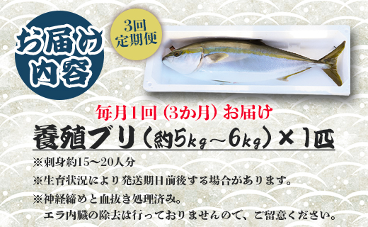 【3回定期便】手結沖養殖「勝ブリ」 1匹(5kg～6kg) 【先行申込】 - 期間限定 魚 ぶり 鰤 寒ブリ 海鮮 鮮魚 魚介類 海の幸 ギフト お刺身 煮物 焼き魚 おかず 手結沖養殖 産地直送 のし対応可 高知県 香南市 Wny-0007