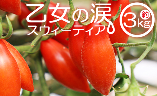 【先行予約受付】乙女の涙 スウィーティア ミニトマト 約3kg（1kg×3箱）- 野菜 やさい とまと プチトマト フルーツトマト ギフト のし対応 高糖度 贈答用 贈り物 生野菜 新鮮 フレッシュ 熨斗 贈物 御礼 お礼 御祝い 内祝い おすそ分け 挨拶 あいさつ 酸味 甘い あまい 料理 アレンジ サラダ パスタ アヒージョ 丸ごと そのまま 箱入り お弁当 さっぱり 美味しい おいしい お取り寄せ おとりよせ 送料無料 高知県 香南市 常温 冷蔵 is-0018