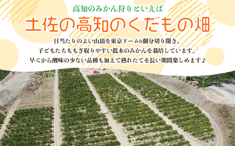 みかん狩り体験チケット 3名分(１０月中旬～１２月中旬頃) - ミカン狩り 蜜柑狩り 柑橘 フルーツ 利用券 旅行 観光 高知県 香南市 kd-0018