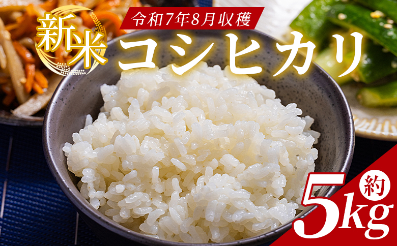 新米 令和7年産 コシヒカリ 約5kg - 国産 高知県産 精米 白米 お米 米 こめ コメ こしひかり ご飯 ごはん おにぎり 食品 どぶろく工房香南 高知県 香南市 常温 db-0039