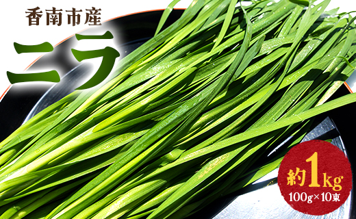 香南市産 ニラ 約1kg（100g×10束）- にら 韮 香味野菜 やさい 葉物 新鮮 生 料理 もつ鍋 餃子 饅頭 キムチ チヂミ 炒め物 おひたし 直送 国産 肉厚 高知県 on-0010