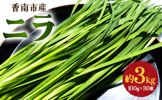 香南市産 ニラ 約3kg（100g×30束）- にら 韮 香味野菜 やさい 葉物 新鮮 生 料理 もつ鍋 餃子 饅頭 キムチ チヂミ 炒め物 おひたし 直送 国産 肉厚 高知県 on-0012