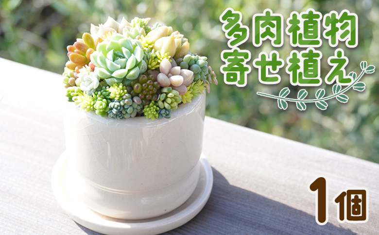 多肉植物の寄せ植え 1個 - 鉢植え インテリア ガーデニング おしゃれ グリーン プレゼント 観葉植物 多肉 植物 寄せ植え かわいい お楽しみ 自然 PUKUTTO 高知県 香南市 pk-0001