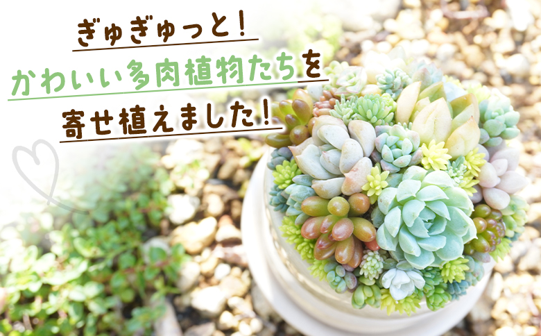 多肉植物の寄せ植え 1個 - 鉢植え インテリア ガーデニング おしゃれ グリーン プレゼント 観葉植物 多肉 植物 寄せ植え かわいい お楽しみ 自然 PUKUTTO 高知県 香南市 pk-0001