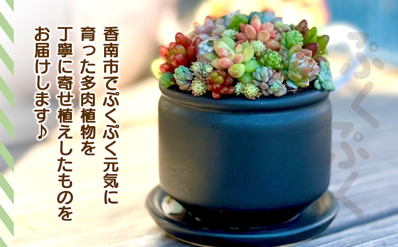 多肉植物の寄せ植え 1個 - 鉢植え インテリア ガーデニング おしゃれ グリーン プレゼント 観葉植物 多肉 植物 寄せ植え かわいい お楽しみ 自然 PUKUTTO 高知県 香南市 pk-0001