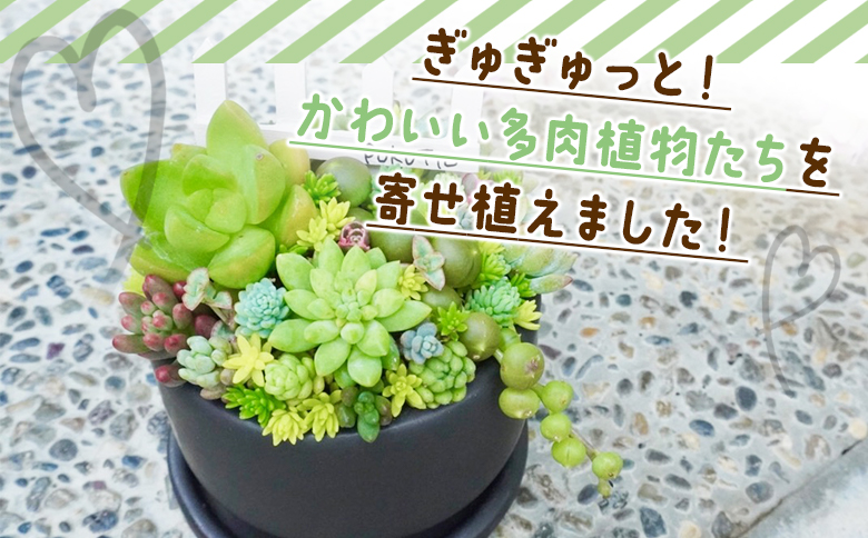 多肉植物の寄せ植え Mサイズ - 鉢植え インテリア ガーデニング おしゃれ グリーン プレゼント 観葉植物 多肉 植物 寄せ植え かわいい お楽しみ 自然 PUKUTTO 高知県 香南市 pk-0005