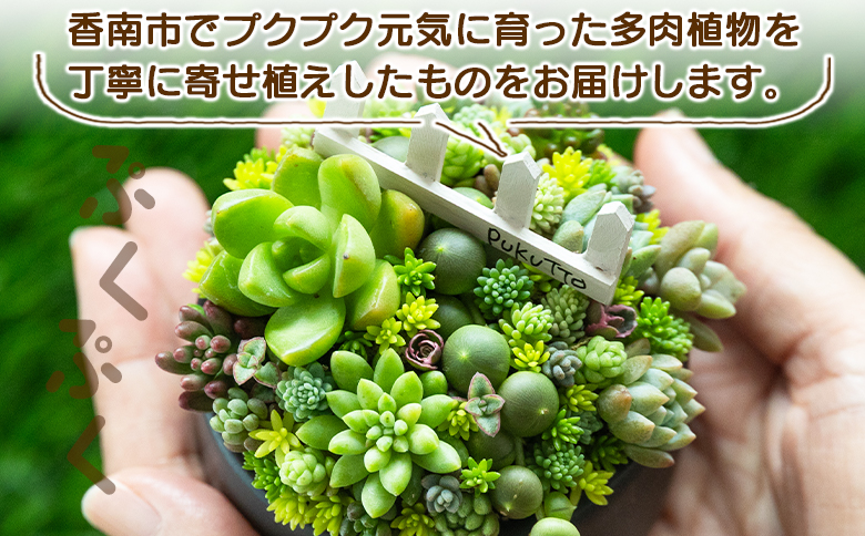 多肉植物 寄せ植え (⑅•͈૦•͈⑅).ᐟ.ᐟゴブレット 多肉植物寄せ植え そのまま飾れる ゴブレット✧꙳ - メルカリ