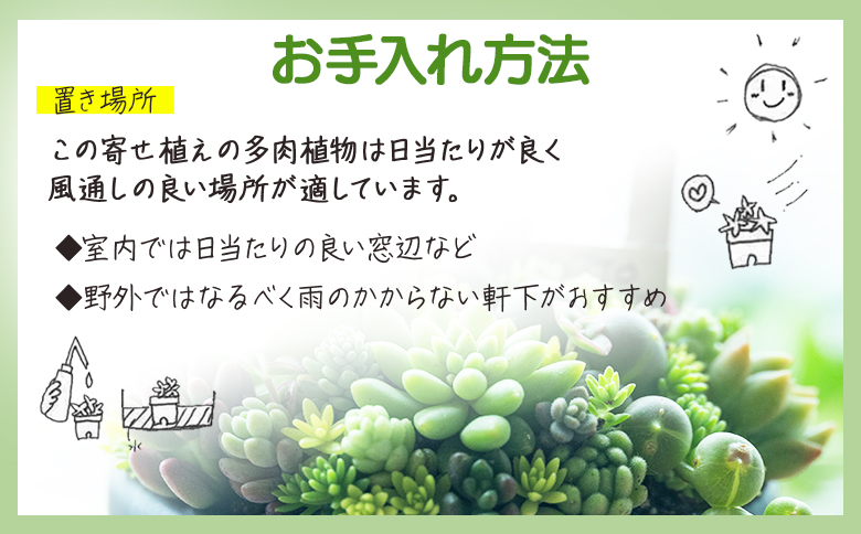 多肉植物の寄せ植え Mサイズ - 鉢植え インテリア ガーデニング おしゃれ グリーン プレゼント 観葉植物 多肉 植物 寄せ植え かわいい お楽しみ 自然 PUKUTTO 高知県 香南市 pk-0005